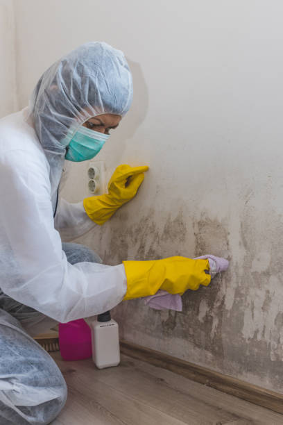 Best Mold Documentation for Insurance Claims  in Ferdand, IN