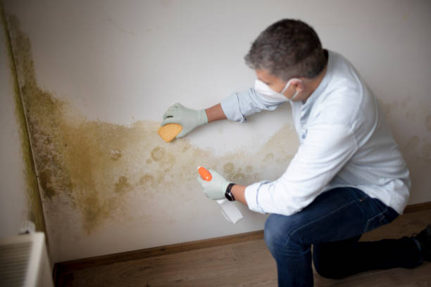 Mold Odor Removal Services in Ferdinand, IN