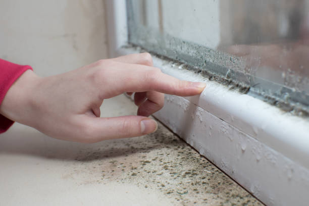 Best Mold Damage Restoration  in Ferdand, IN